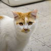 adoptable Cat in  named Radio GaGa (and Rhapsody)