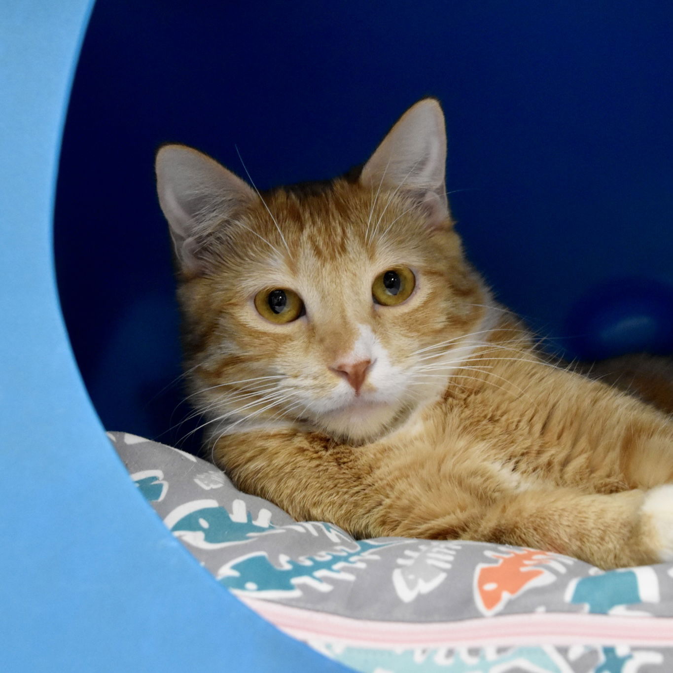 adoptable Cat in SF, NM named Rhapsody (and Radio Gaga)