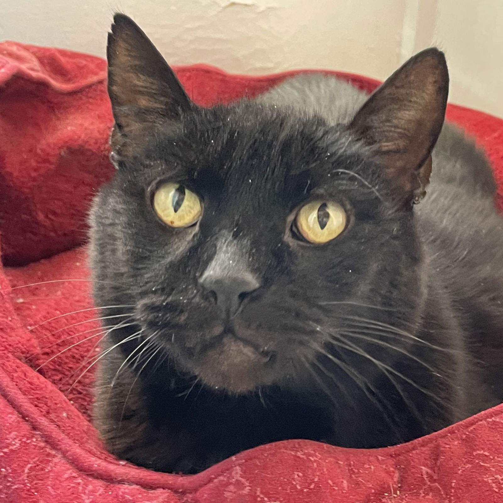 adoptable Cat in SF, NM named Blackie [Permanent Foster]