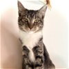 adoptable Cat in sf, NM named Shiloh