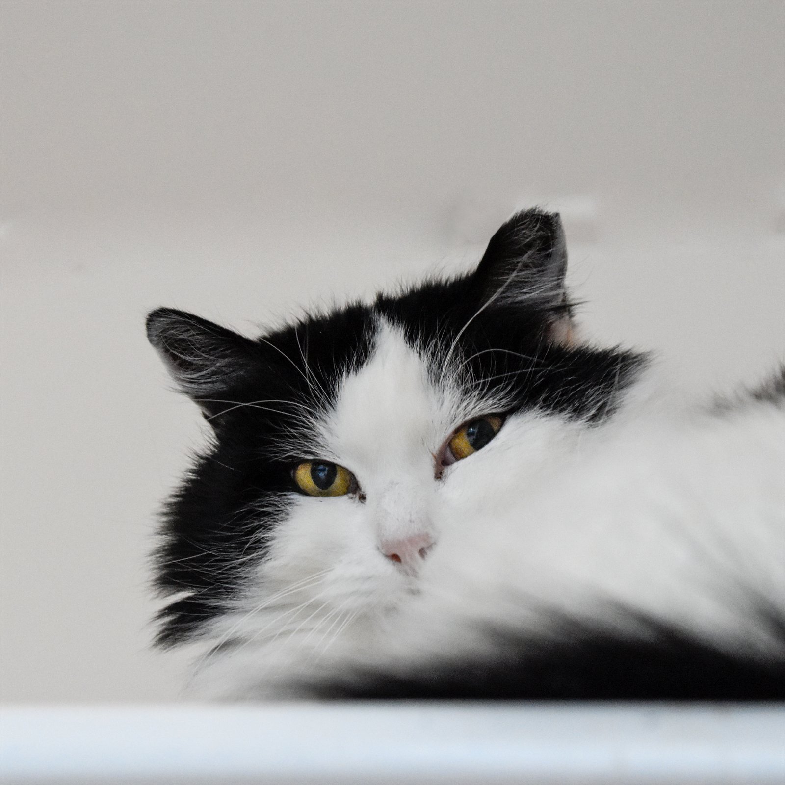 adoptable Cat in SF, NM named Oreo