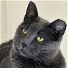 adoptable Cat in  named Stormy
