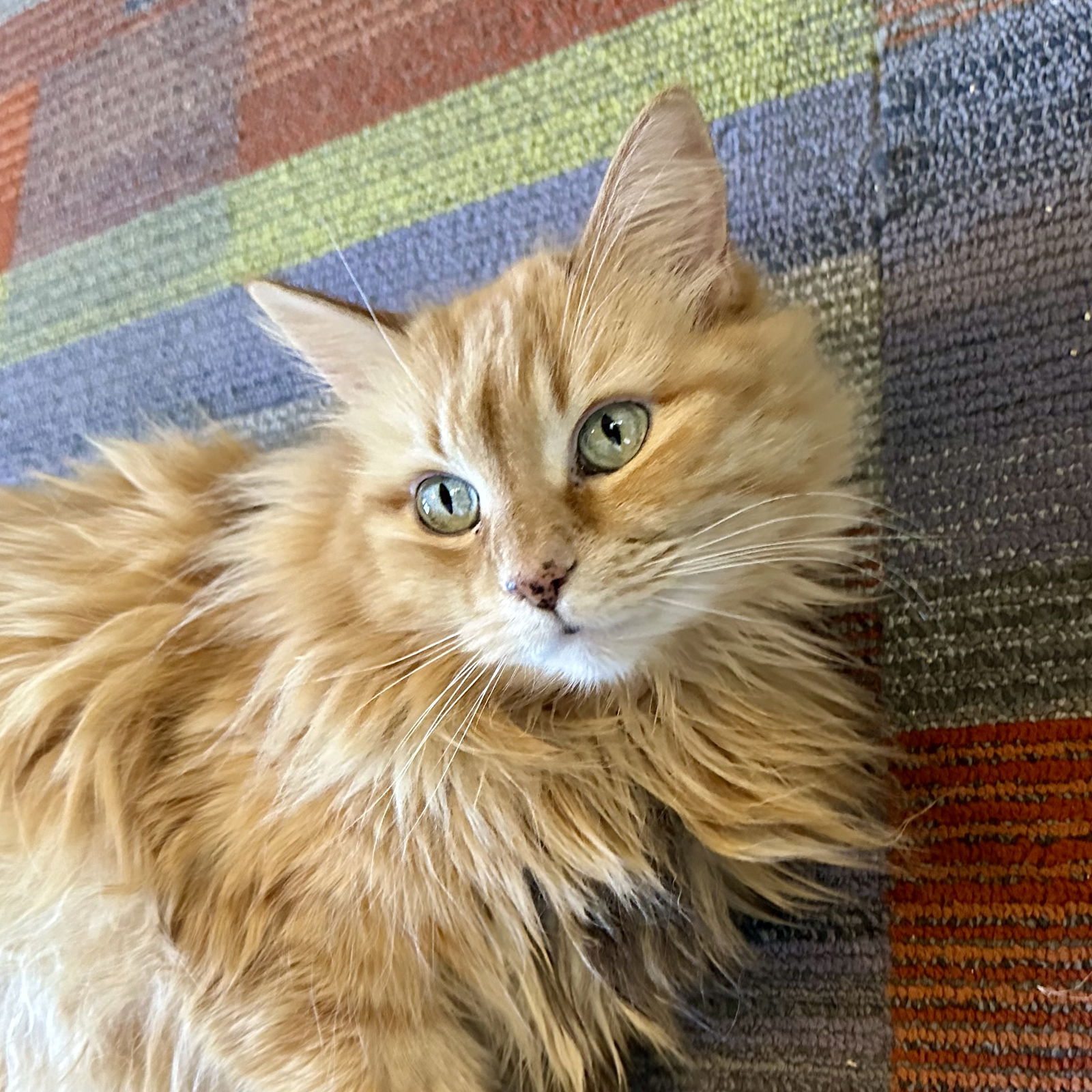 Sophie Sunshine