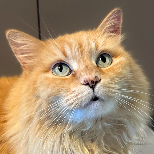 SOPHIE SUNSHINE [PERMANENT FOSTER] - Domestic Long Hair / Turkish Angora available for adoption
