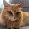 Sophie Sunshine [Permanent Foster] - Photo 1