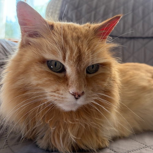 Sophie Sunshine [Permanent Foster], an adoptable Domestic Long Hair in Santa Fe, NM