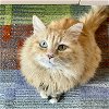 adoptable Cat in , NM named Sophie Sunshine