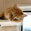 Sophie Sunshine [Permanent Foster] - Photo 2
