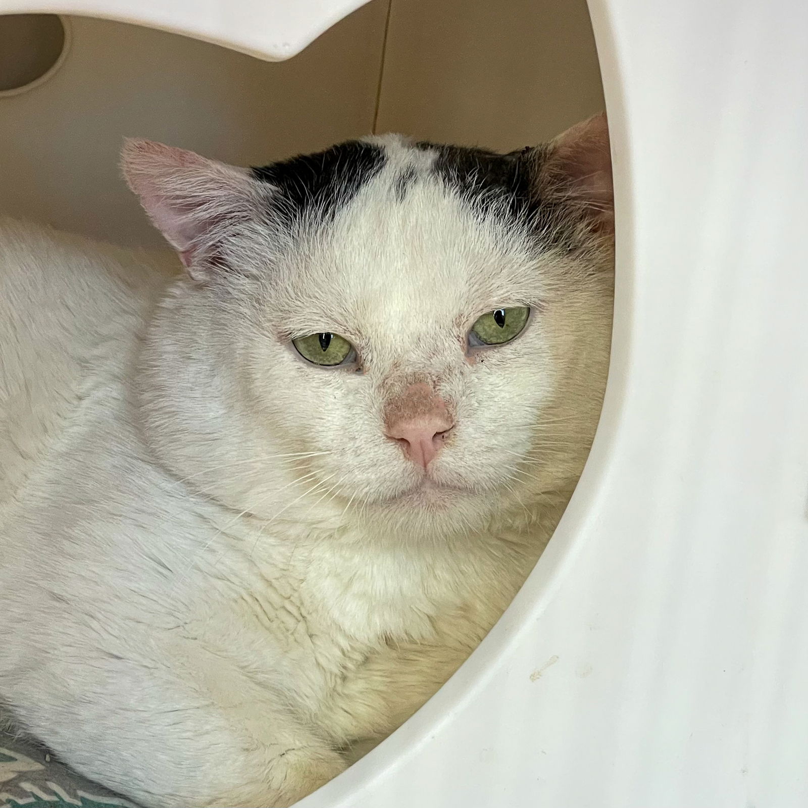 adoptable Cat in SF, NM named Blanco [Permanent Foster]