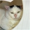 adoptable Cat in , NM named Blanco [Permanent Foster]