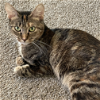 adoptable Cat in , NM named Rosabel