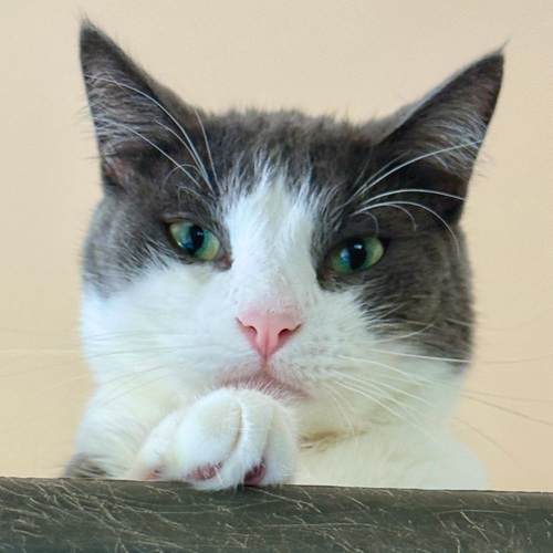 Kermit, a cat for adoption from Felines & Friends New Mexico