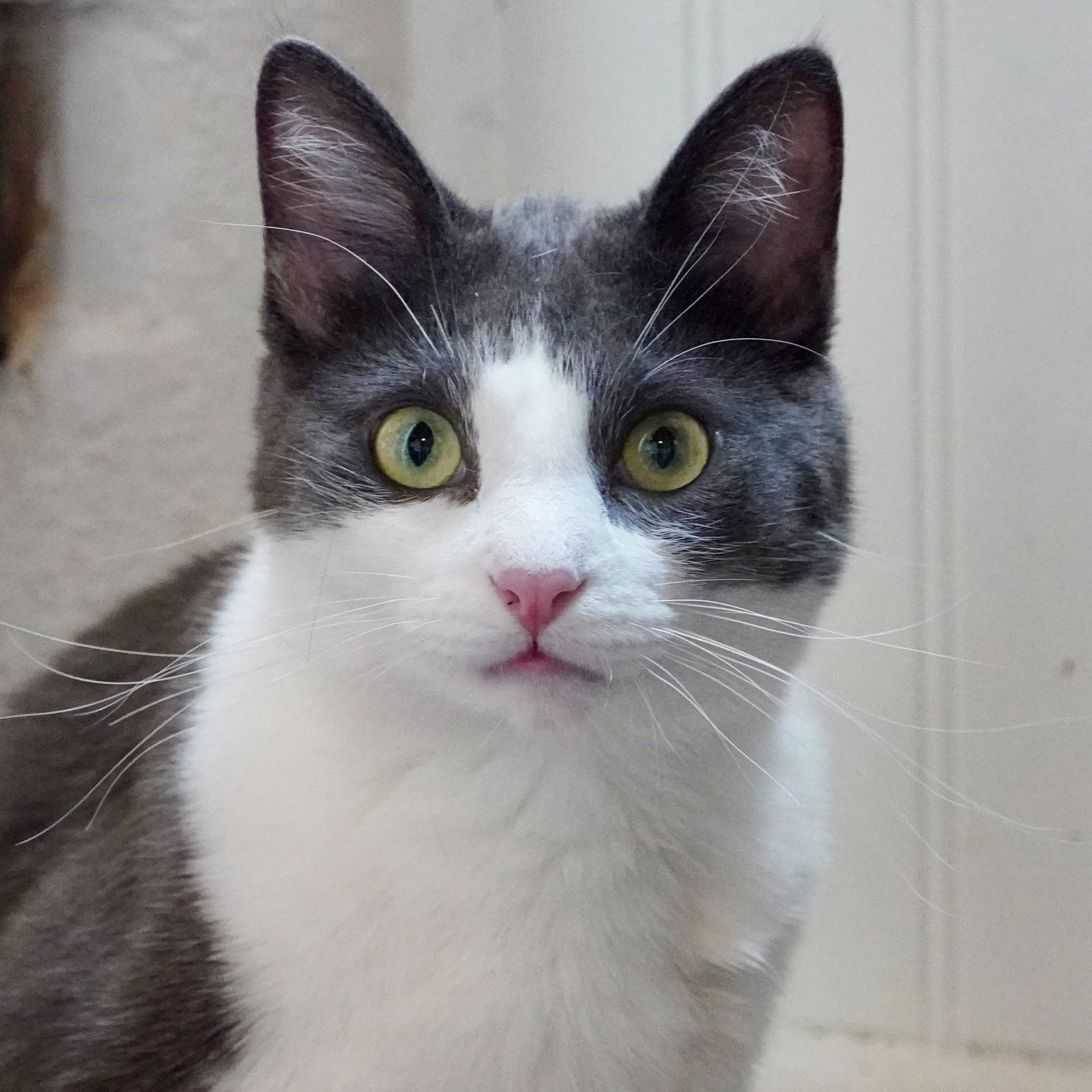 adoptable Cat in SF, NM named Kermit