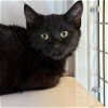 adoptable Cat in , NM named Mokey (and Clover)