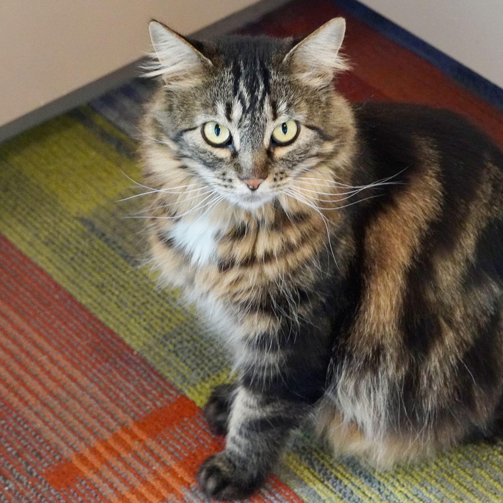 adoptable Cat in SF, NM named Cha Cha