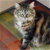 adoptable Cat in , NM named Cha Cha