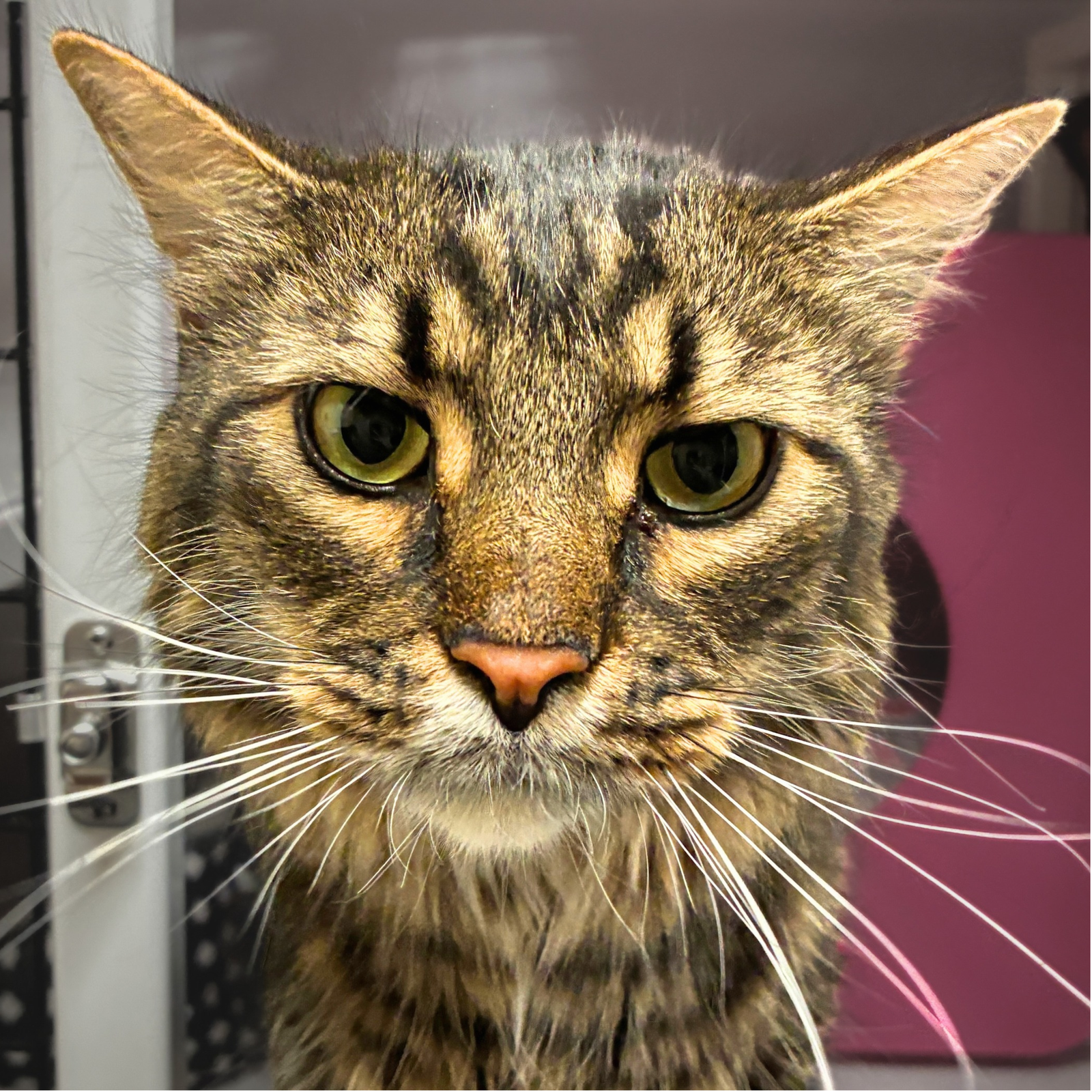 Rumba, Domestic Medium Hair