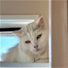 adoptable Cat in sf, NM named Whitie [Permanent Foster]
