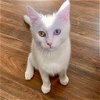 adoptable Cat in , NM named Weaslie
