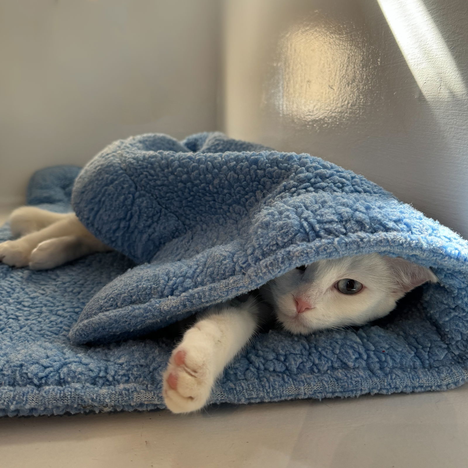 adoptable Cat in SF, NM named Weaslie
