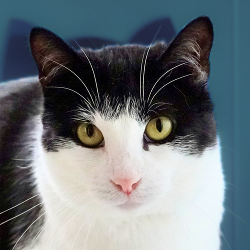 GHERKIN [AND DILL] - Domestic Short Hair available for adoption