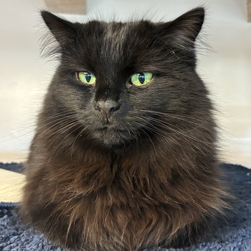 LEELA - Domestic Long Hair available for adoption