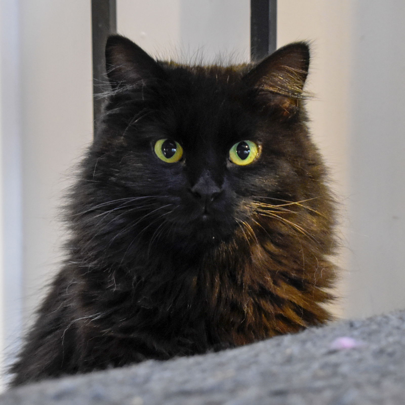 adoptable Cat in SF, NM named Leela