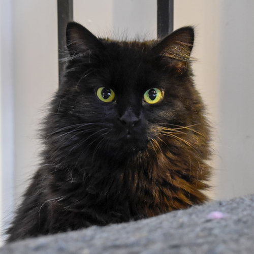 LEELA - Domestic Long Hair available for adoption