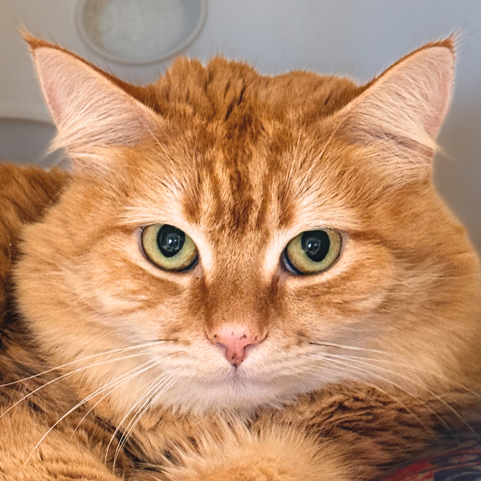 Tater Tot Image