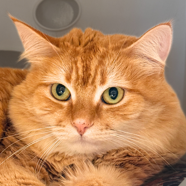 Tatertot