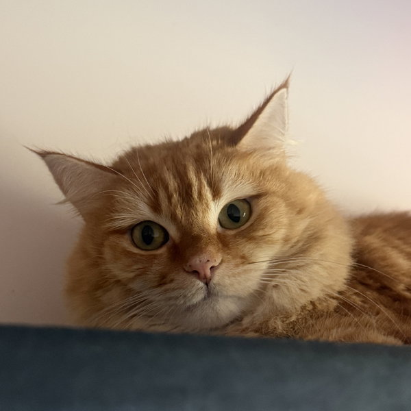 Tatertot