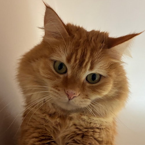 Tatertot, an adoptable Domestic Long Hair in Santa Fe, NM
