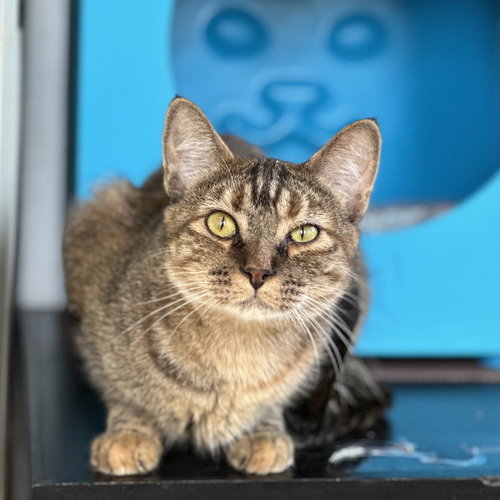HOT DISH - Domestic Short Hair / Tabby available for adoption