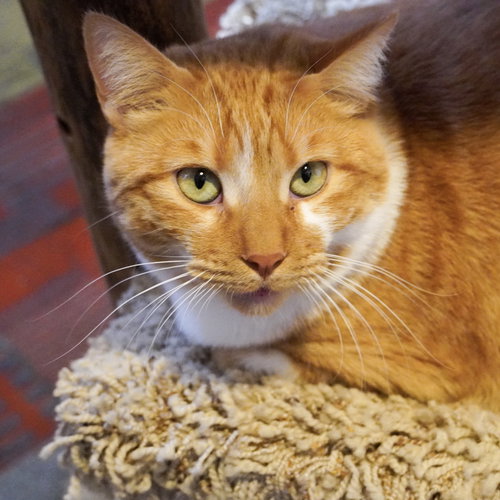 LUCIUS - Domestic Short Hair available for adoption