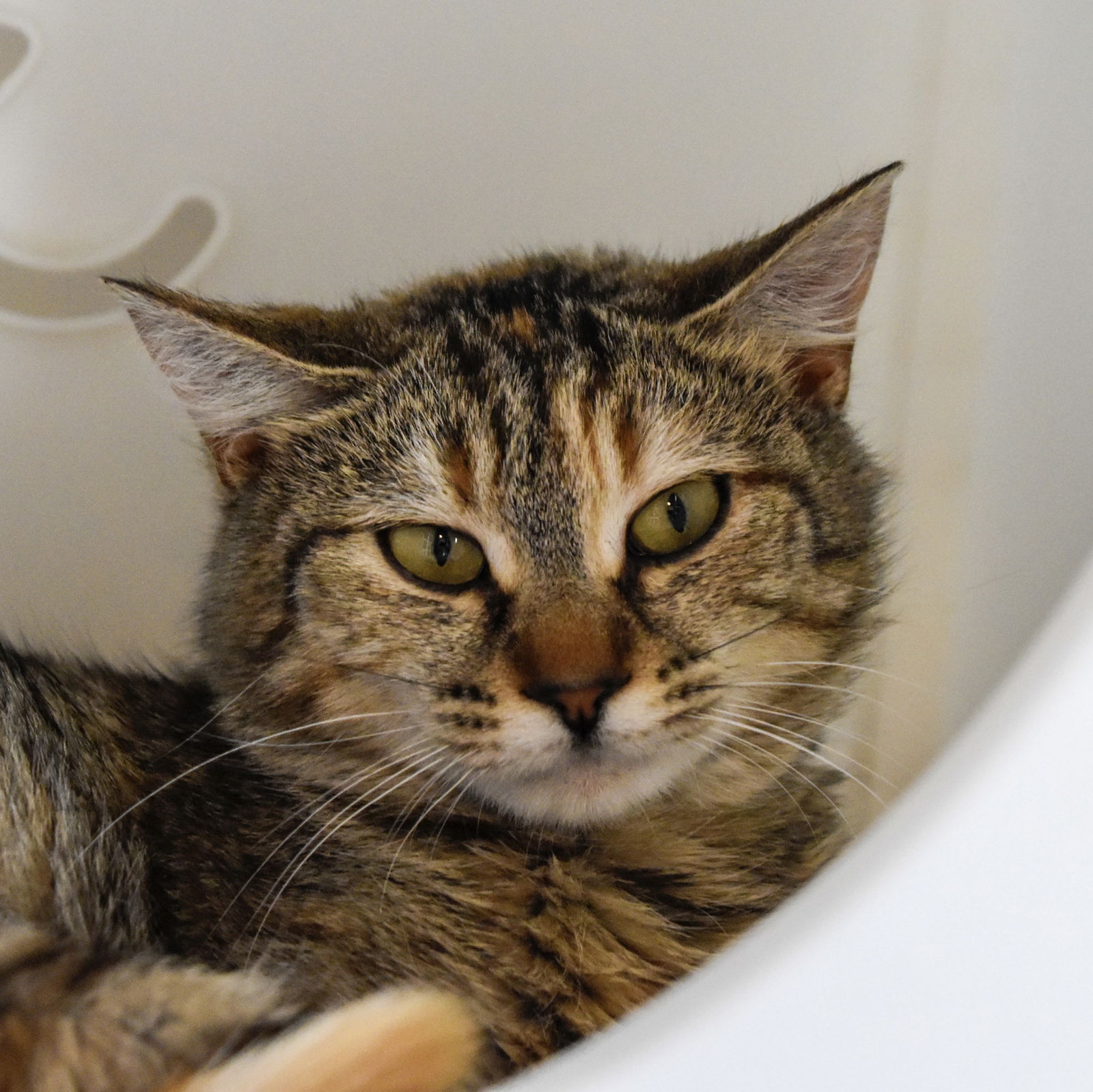 adoptable Cat in SF, NM named Chickenfish (and Nemo)