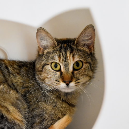 CHICKENFISH (AND NEMO) - Domestic Short Hair available for adoption