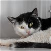 adoptable Cat in , NM named Nemo (and Chickenfish)