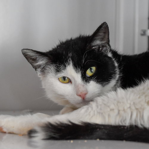 NEMO (AND CHICKENFISH) - Domestic Short Hair available for adoption