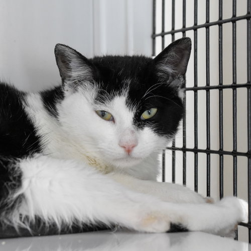 NEMO (AND CHICKENFISH) - Domestic Short Hair available for adoption