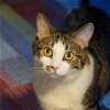 adoptable Cat in , NM named Marlin (and Dory)