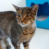 Ms. Junior [Permanent Foster] - Photo 3
