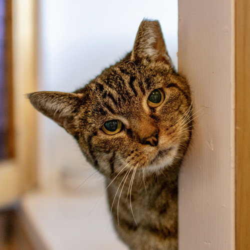 MS. JUNIOR [PERMANENT FOSTER] - Domestic Short Hair available for adoption
