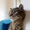 Ms. Junior [Permanent Foster] - Photo 4