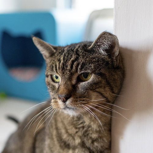 MS. JUNIOR [PERMANENT FOSTER] - Domestic Short Hair available for adoption