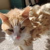 adoptable Cat in SF, NM named Garfield [Permanent Foster]