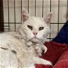 adoptable Cat in , NM named Nieve [Permanent Foster]
