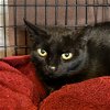 adoptable Cat in sf, NM named Tellicherry