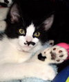 Dana [Permanent Foster] - Photo 4
