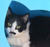 Dana [Permanent Foster] - Photo 3