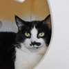 Dana [Permanent Foster] - Photo 2